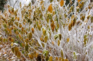 leaves