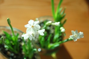 paperwhites