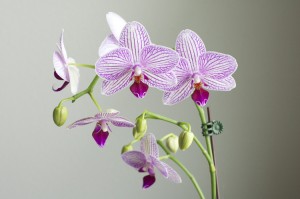 orchid