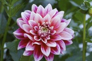 pink dahlia